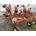 Hilerador Kuhn GA 7301 MH__CBA__MAT - Imagen 2